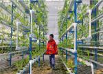 Modern Agricultural Production Hydroponic Greenhouse 150 / 200mic Greenhouse