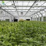Blackout Flowerhouse Conservatory Greenhouse Agriculture 10x20 Light Dep