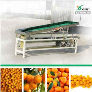 Quality Cumquat sorting machine factory price wholesale