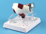 Human Eyeball Cataract Anatomy Medical Science Human Eye Anatomy Model