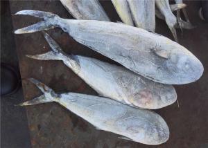 Quality Seafood Frozen Mahi Mahi wholesale