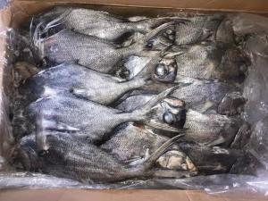 Quality 1kg Up Whole Round Black Pomfret Fish Fresh Frozen Seafood wholesale