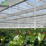 Sunlight Greenhouse Multispan Hydroponics Plastic Film Greenhouse for Commercial