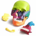 Verisimilitude Accurate Color Flexible Medical Dental Clinic Teaching Equipment