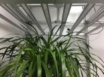 Commercial Grade 2.9umol/J 380nm Horticulture LED Grow Lights