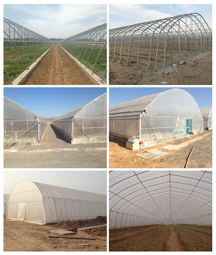 3m High Agricultural Poly Tunnel Greenhouse Transparent Colour Customizable Height