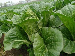 Quality Clean Delicious Flat Head Cabbage For Large Supermarket / Salad Factory wholesale