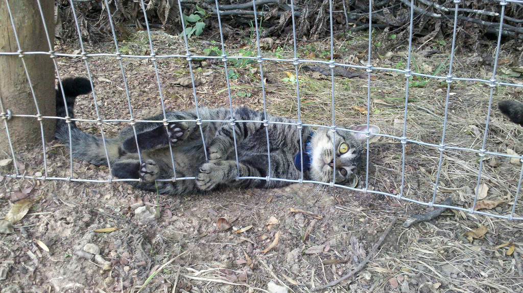 Galvanized Steel Wire Mesh Fence Animal field fence cost Zoo Wild Fencing Roll