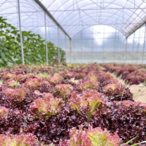 Quality US Cocopeat Soil for Vegetable Growing in Commercial Greenhouse Sustainable Farming wholesale