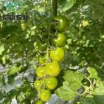 Customized Hydroponics System in Commercial Multi Span Tunnel Plastic Film
