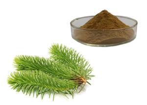 Quality Pine Leaves Herbal Extract Powder wholesale