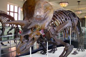 Quality High Durability Realistic Dinosaur Skeleton Models Fiberglass / Gypsum Made wholesale
