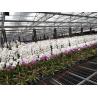 Buy cheap Flower Multi Span Greenhouse / Venlo Style Greenhouse Cover Material Polycarbona from wholesalers