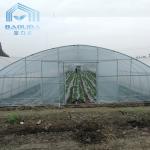 Plastic Tunnel Single Span Greenhouse Agricultural For Strawberry