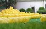 hollow practice golf ball ， hole hole plastic golf ball ， golf ball , golf balls