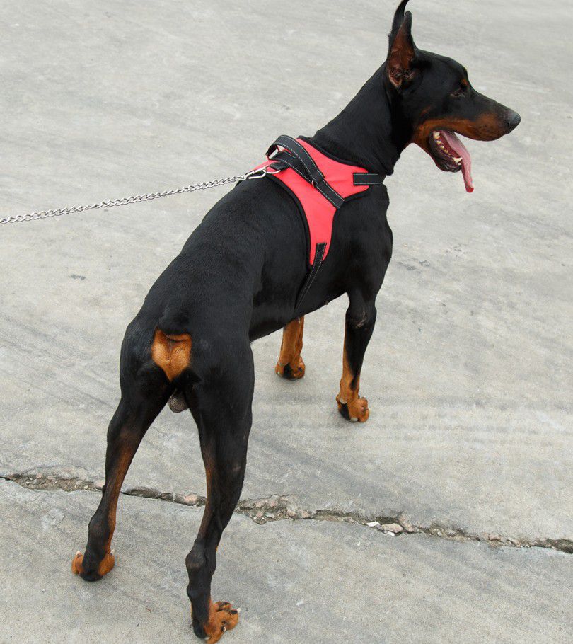 Durable Design Breathable Pet Dog Adjustable Vest Harness Outdoor Walking Jogging