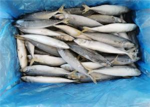 Quality IQF Fish 110g 130g Fresh Frozen Mackerel For Hotel wholesale