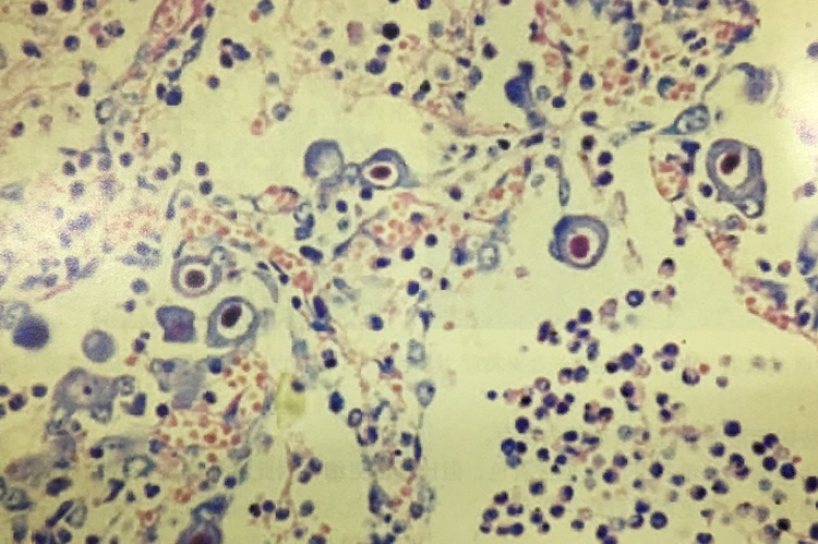6x20ml Virus Inclusion Body Stain Modified Macchiavello Method
