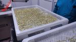 Die roll /Softgel Encapsulation Spare Parts Capsule Filling Machine Parts