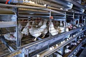 Quality Steel Automatic H Type Battery Cage For Chicken / Bird Poultry Farming wholesale
