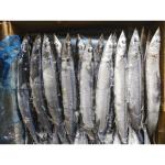 Whole Round Size #3 BQF Frozen Pacific Saury Fish Cololabis Saira