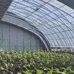 US Currency Multi Span Vegetable Film Greenhouse System for Sunlight and