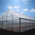 Width 10m 8m Tunnel Plastic Sawtooth Top Vent Greenhouse For Strawberry Growing