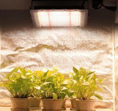 Hydroponic Vertical Farming Container System 40FT Container Farm Greenhouse