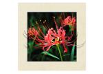 Eco Friendly Plastice 3D Lenticular Printing Service Picture Nature Landscape