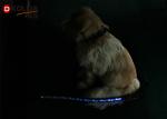 Nylon Safety Walking Flashing LED Dog Leash Light Up Dog Leash Harness