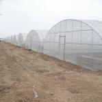 8m 9m 10m Plastic Polytunnel Greenhouse Agriculture Growing Vegetable Flower