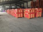 Professional supplier garlic wholesale chinese normal white garlic fresh garlics