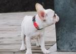 Watermelon Dog Collar And Leash Harness Reflective Dog Accessories