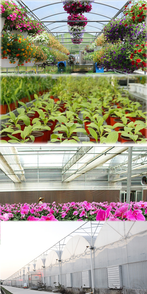 Anti-Drip Fogging Film Greenhouse for Vegetable Farming
