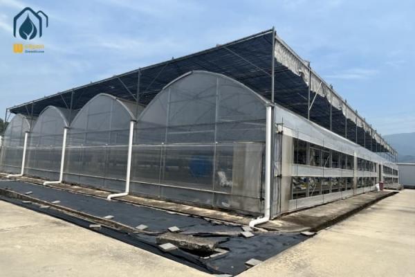 Hydroponic Multi Span Greenhouse For Vegetable Production And Herbs Cultivation