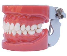 Quality Standard Oral Dental tooth teaching model----A1 wholesale