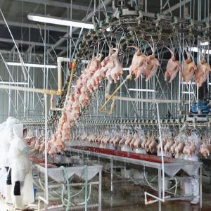 Quality SS304 2000birds/H Poultry Farming Equipment For Slaughtering SONCAP Approval wholesale