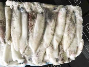 Quality No Additives Frozen Illex Squid 13cm Size Polyethylene Bag Packaging wholesale