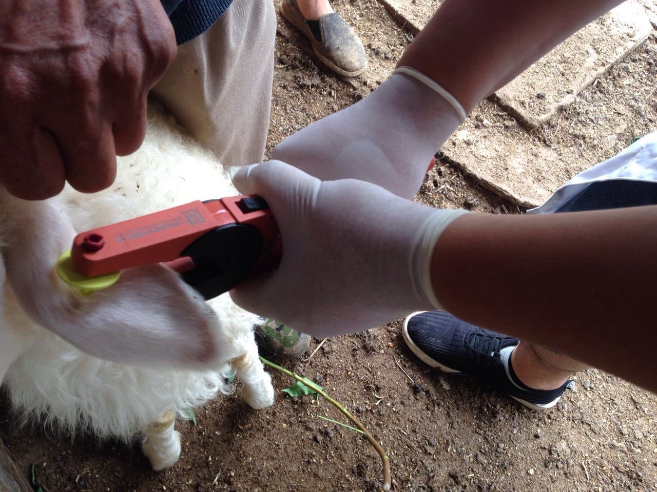 ICAR Standard Sheep Ear Tags Anti - Animal Bite Structure No Toxic