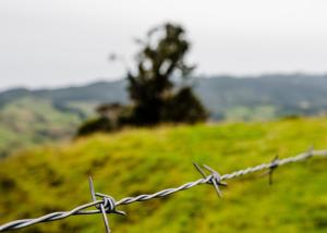 Quality Garden Anti-Theft Single Strand Hot Dipped Galvanized Barbed Wire Price Per Roll wholesale