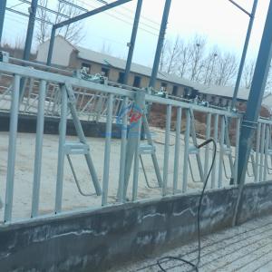 Quality Sturdy Steel Structure Cow Shed Contemporary Steel Dairy Barns wholesale