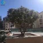 Big Fiberglass Trunk Artificial Olive Tree For Outdoor Garden Decoration