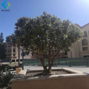 Quality Green Plastic Olive Tree Large Size For Garden Customized Design wholesale