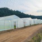 Hydroponic System Single-span Plastic Film Agriculture Greenhouses Construction