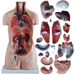 Professional Human Torso Model 85cm Sexless Torso 20 Parts For Simulation