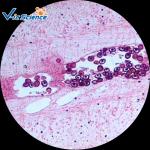 Hospital Research Special 76.2*25.4 Prepared Microscope Slides