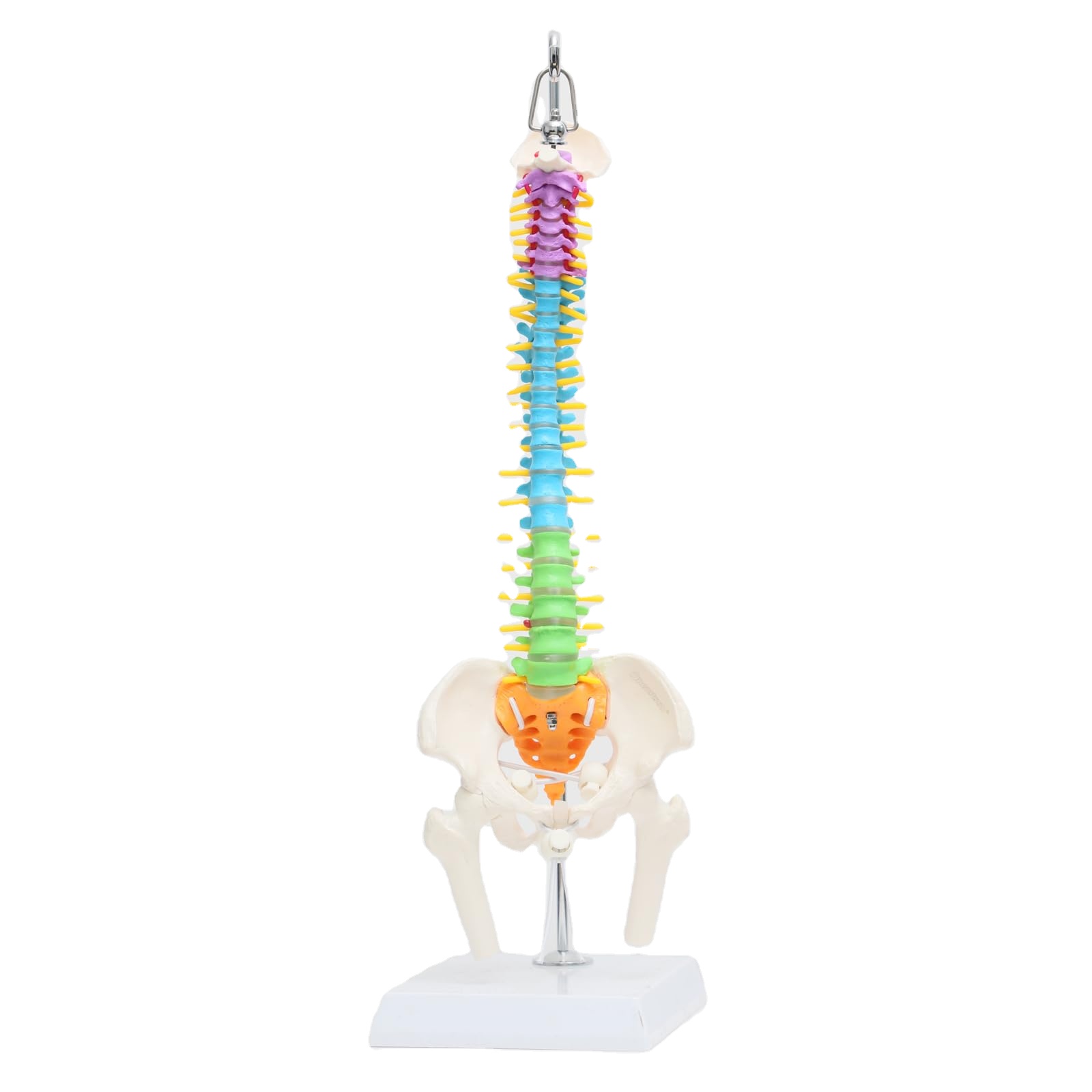 Flexible Anatomical Skeleton Model Femur And Pelvic Bone Heads Vertebrae