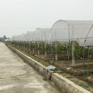 Quality Rain Shelter Tunnel Plastic Greenhouse 80mic 100 Micron 200micron wholesale