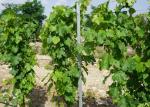 Wine Chateau Plant Support Posts 54x30x1.5mm 7ft Height Corrosion Resistance