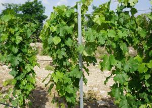 Quality 2.4 Meter Galvanised Steel Vineyard Posts Metal Grape Pole Stakes Easily Assembled wholesale
